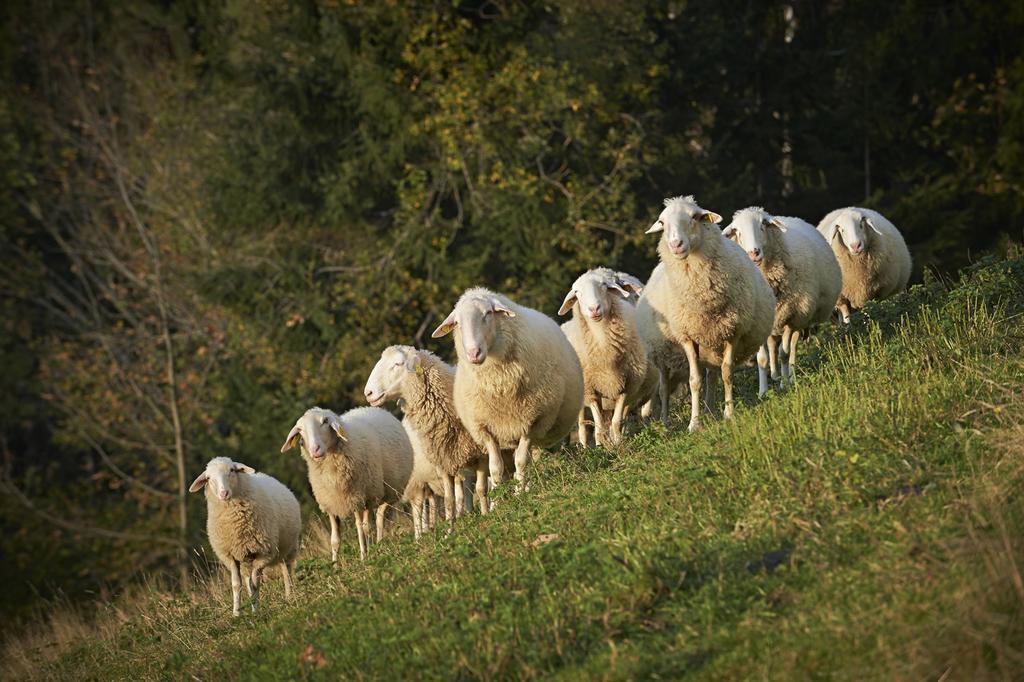 הוילה Ljubno Tourist Farm Kladje מראה חיצוני תמונה